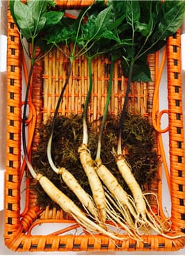 Ginseng hydroponics _se ssak sam_